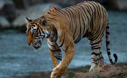 online Kanha Safari booking