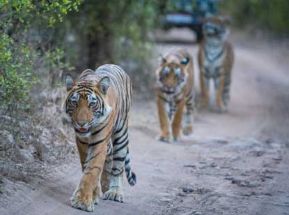 Kanha Safari booking